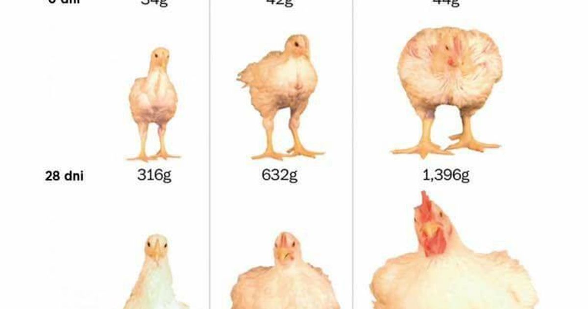 Ile waży kurcze blade blog Romuald Kałwa